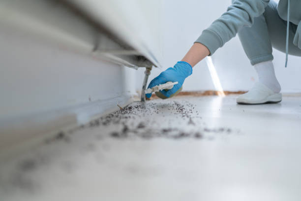 Wasp Removal Services in Groveport, OH